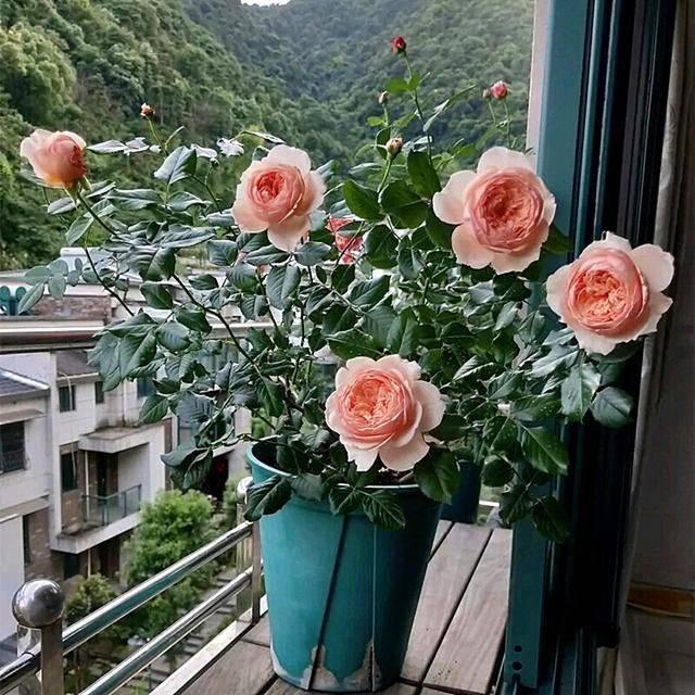 名贵花草种植方法