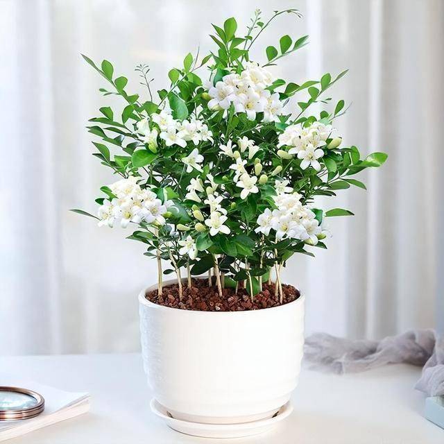 名贵花草种植方法