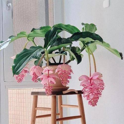 名贵花草种植方法