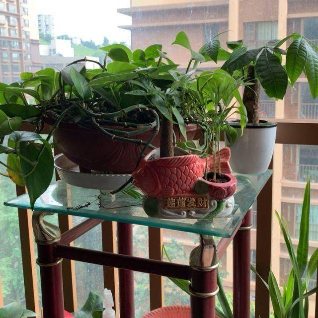 名贵花草种植方法