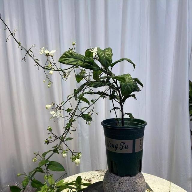 名贵花草种植方法
