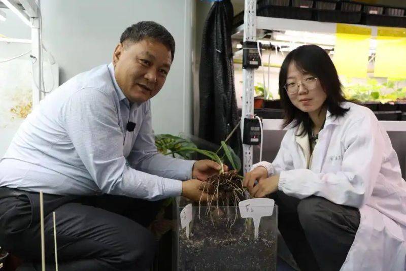 芋头的种植技术