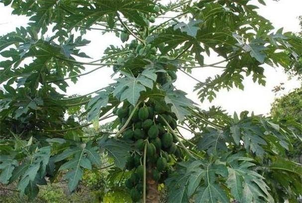 番木瓜种植技术