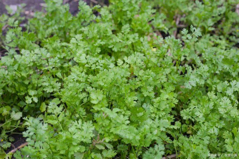 香菜种植技术和时间