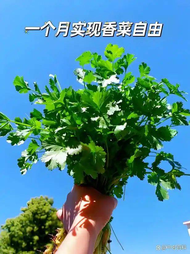 香菜种植技术和时间