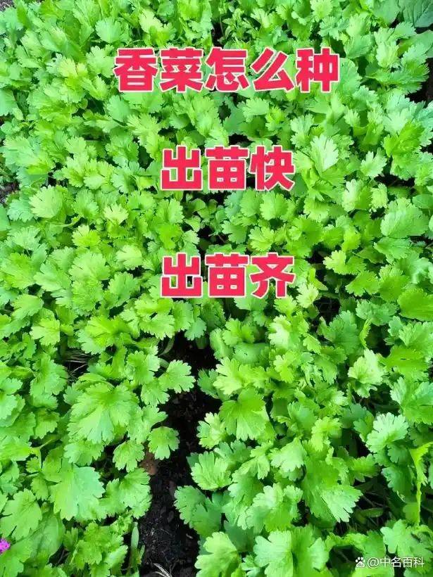 香菜种植技术和时间