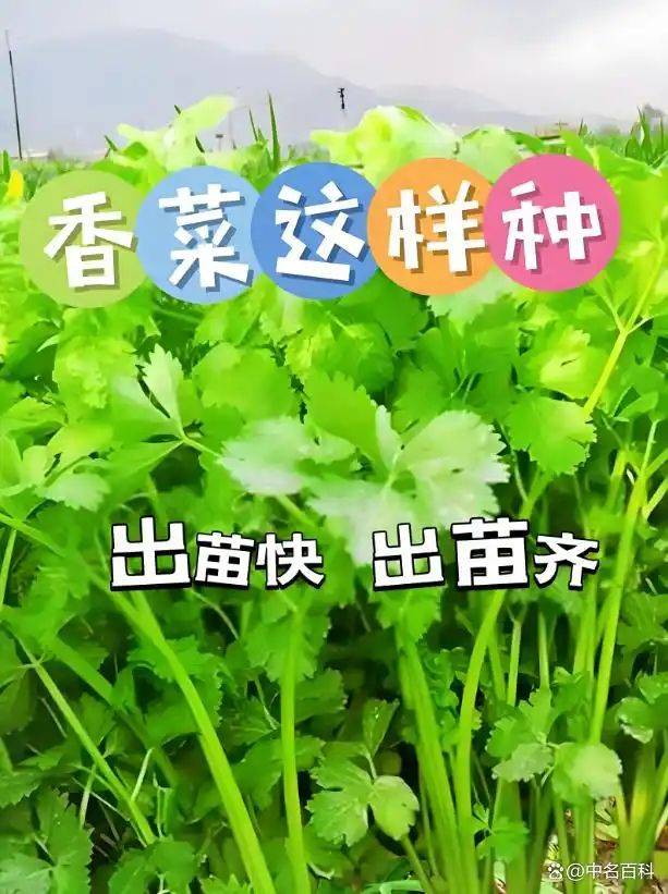 香菜种植技术和时间