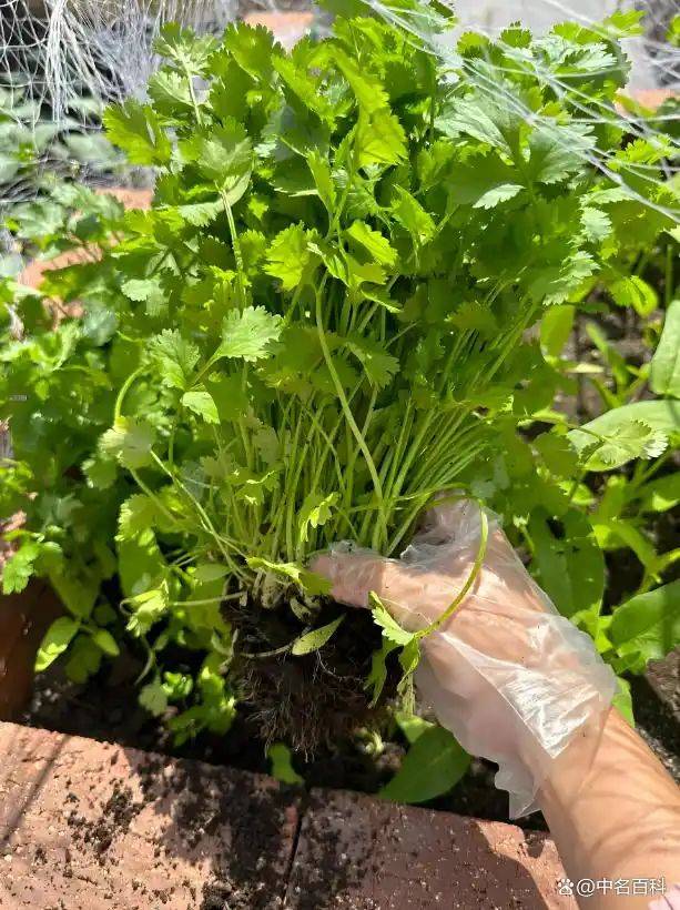 香菜种植技术和时间