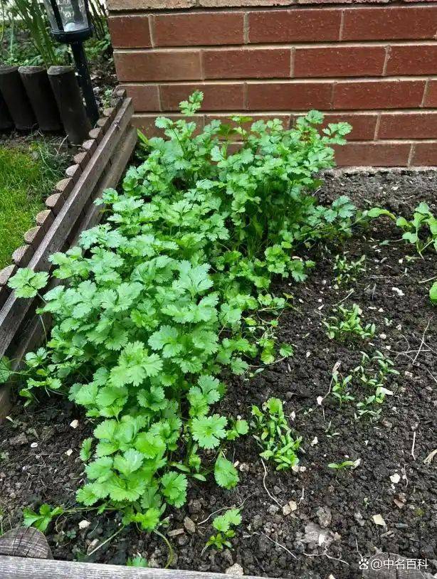 香菜种植技术和时间