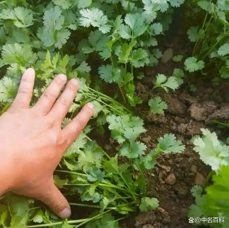 香菜种植技术和时间
