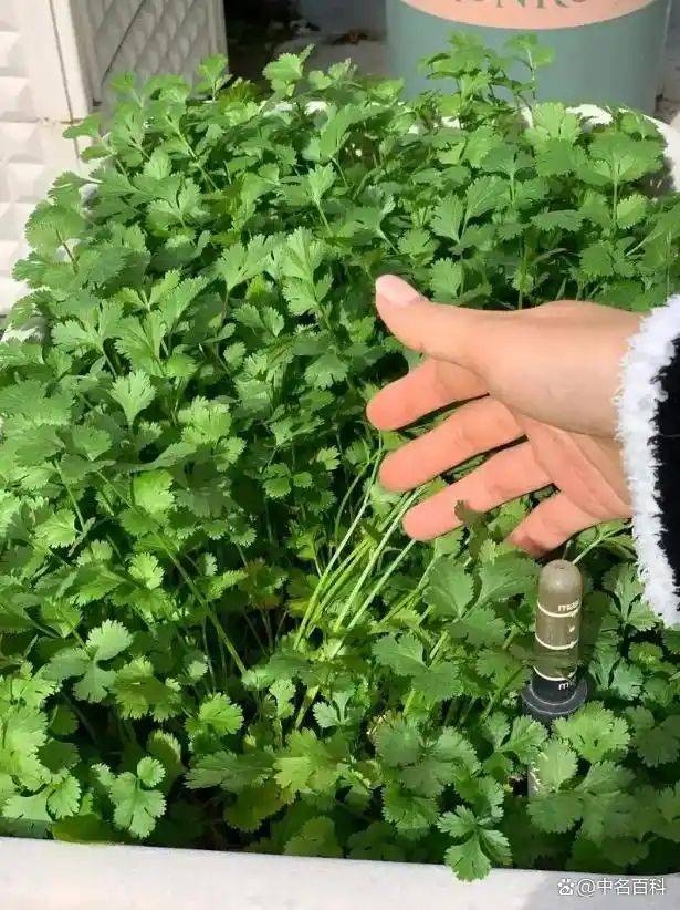 香菜种植技术和时间