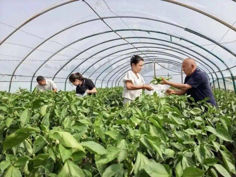 大棚豇豆种植技术视频