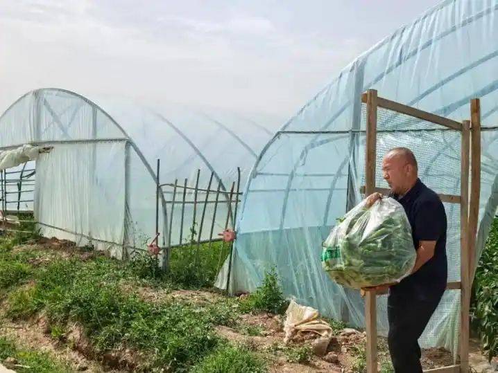 大棚豇豆种植技术视频