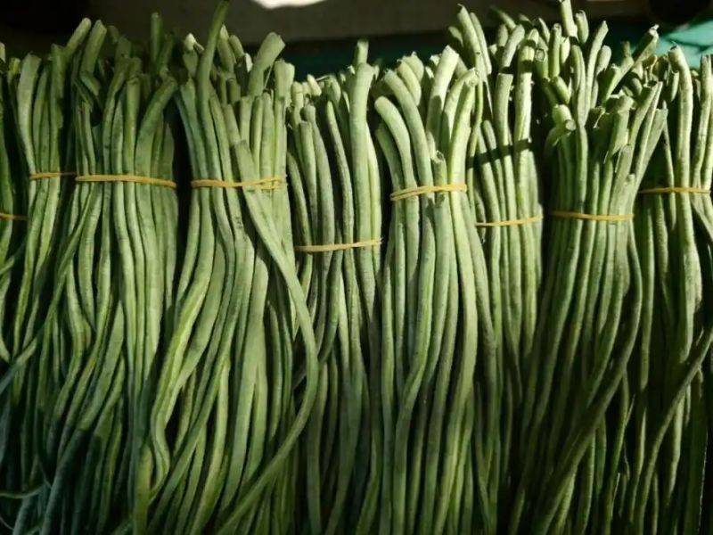 大棚豇豆种植技术视频