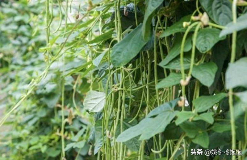 大白菜种植时间和方法