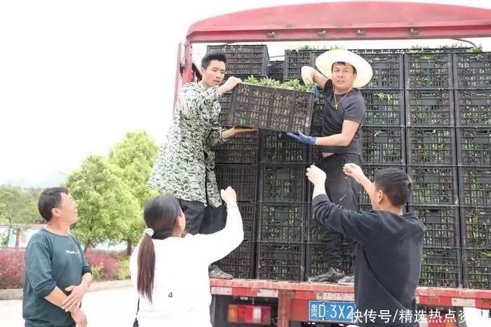 辣椒苗的种植方法
