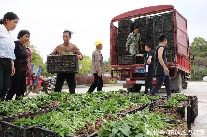 辣椒苗的种植方法