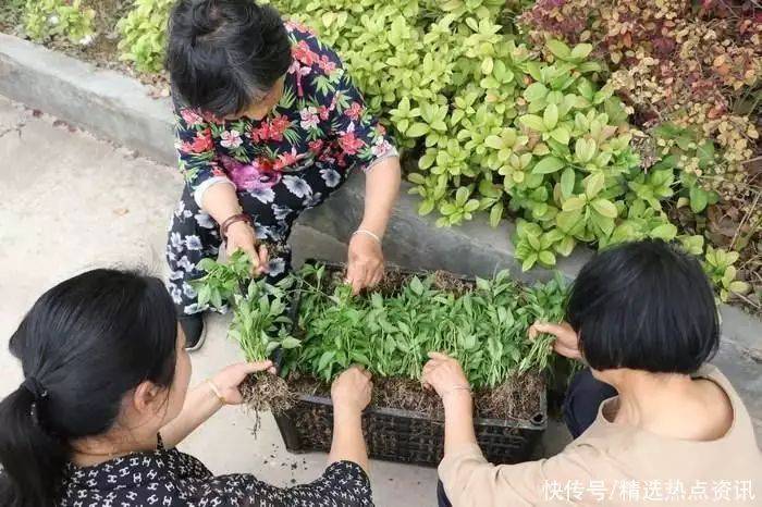 辣椒苗的种植方法