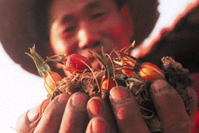 土茯苓种植方法图片