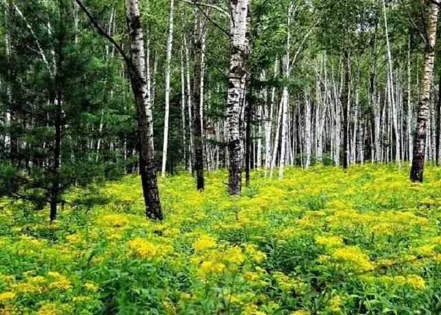 土茯苓种植方法图片