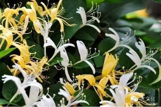 土茯苓种植方法图片