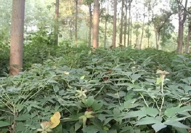 土茯苓种植方法图片
