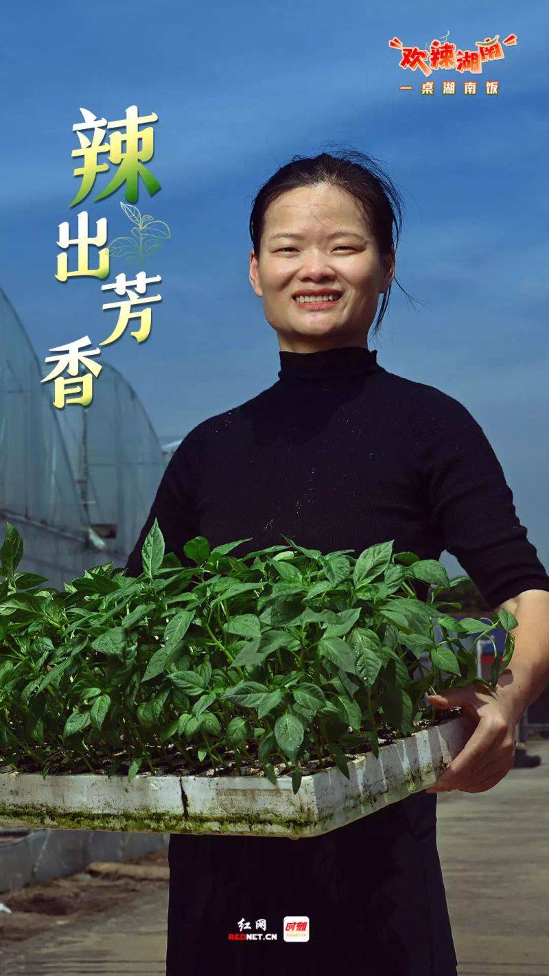 辣椒苗的种植方法