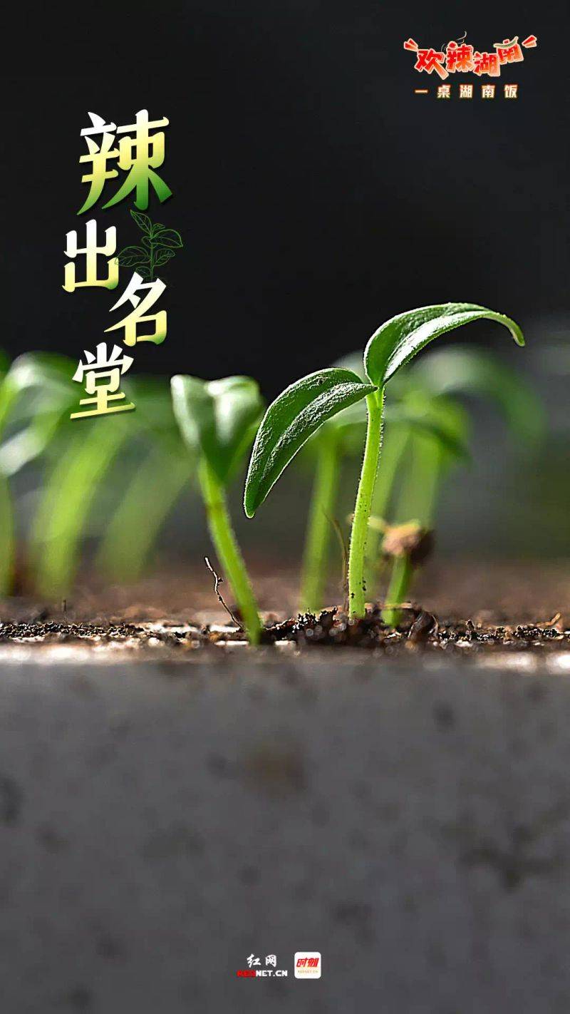 辣椒苗的种植方法