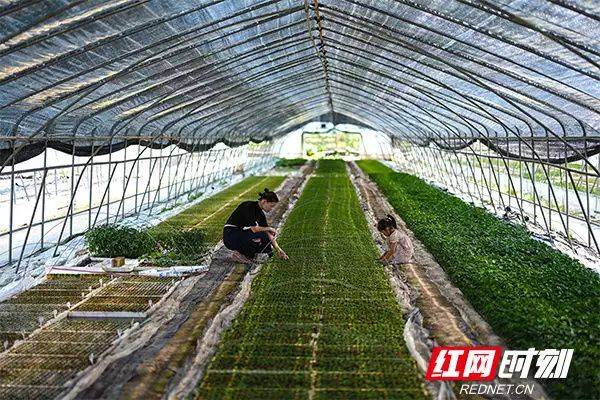 辣椒苗的种植方法