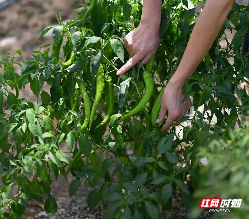辣椒苗的种植方法