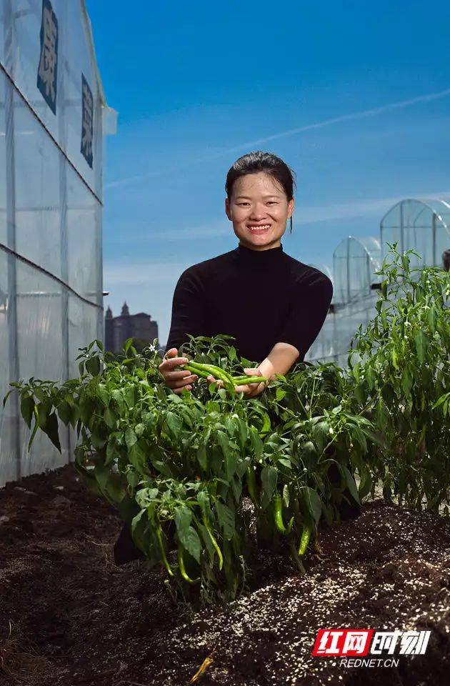 辣椒苗的种植方法