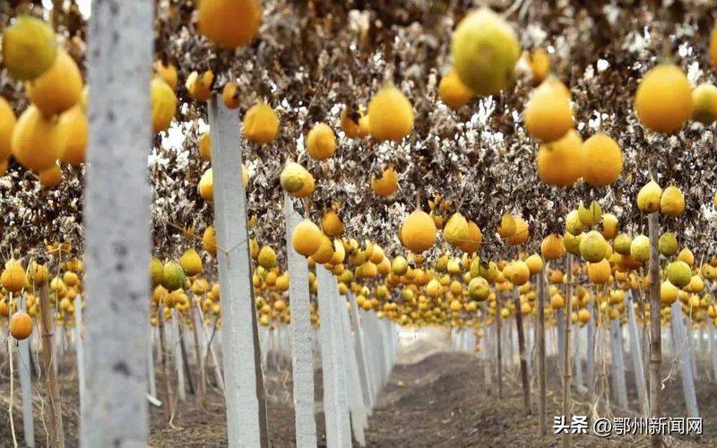 鄂州雅惠各个商品单价
