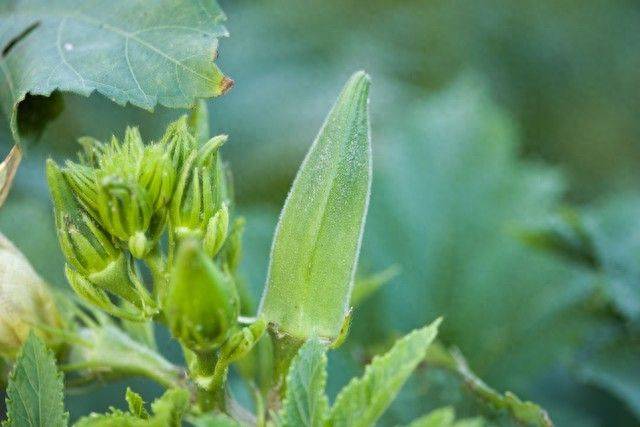夏天种菜首选这6种，6月播种7月采收，全家新鲜蔬菜吃一整夏