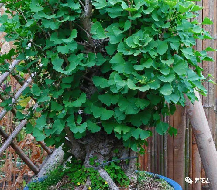 名贵花草种植方法