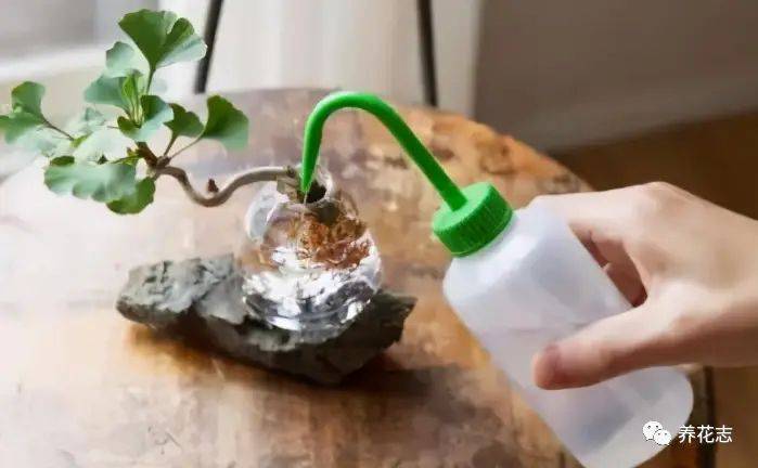 名贵花草种植方法
