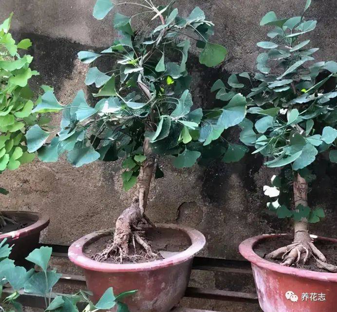 名贵花草种植方法