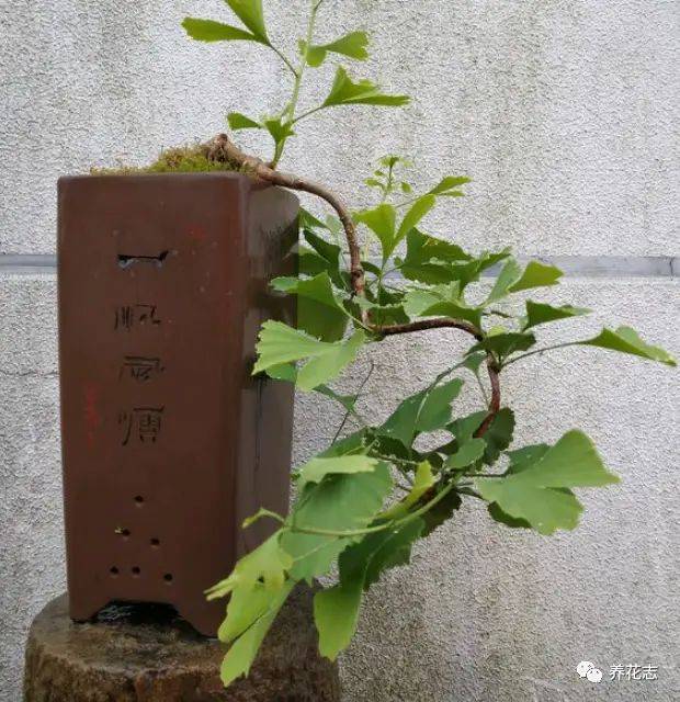 名贵花草种植方法