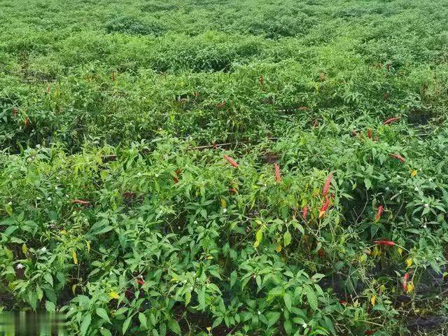 辣椒苗的种植方法