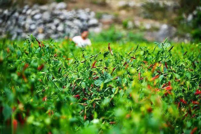 辣椒苗的种植方法