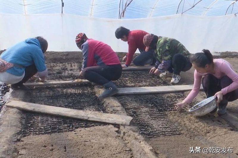 东北香瓜种植技术