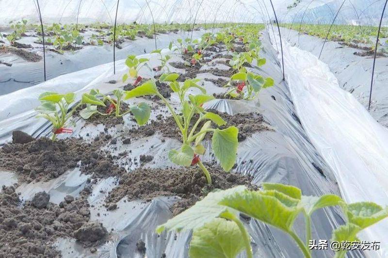 东北香瓜种植技术