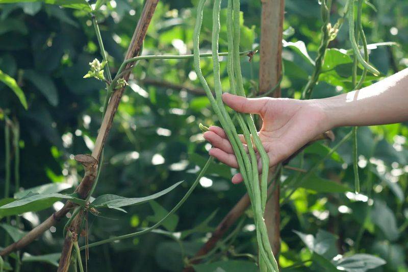 大白菜种植时间和方法