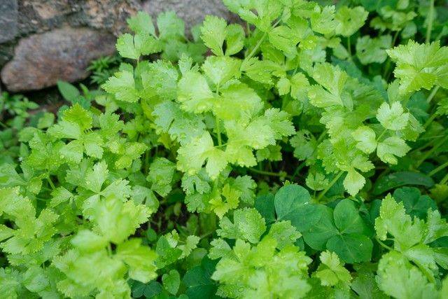 大白菜种植时间和方法