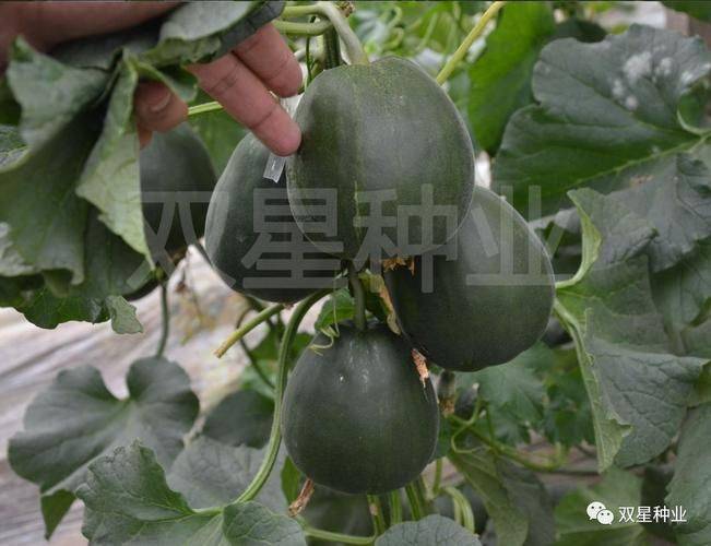 东北香瓜种植技术