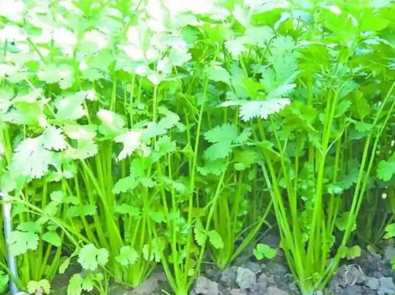 香菜种植技术和时间