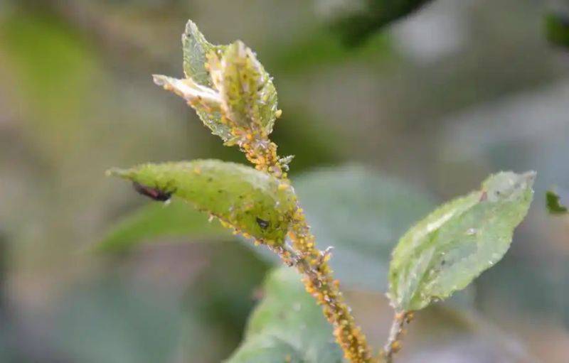 香菜种植技术和时间