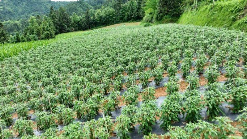 辣椒苗的种植方法
