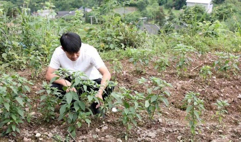 辣椒苗的种植方法