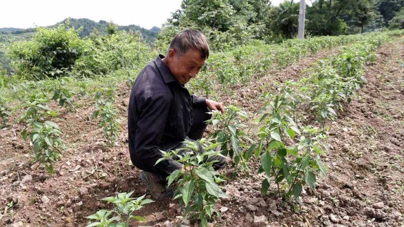 辣椒苗的种植方法