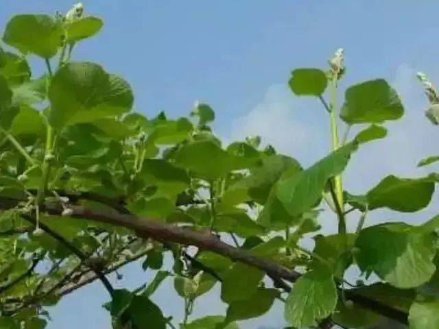 弥猴桃的种植技术